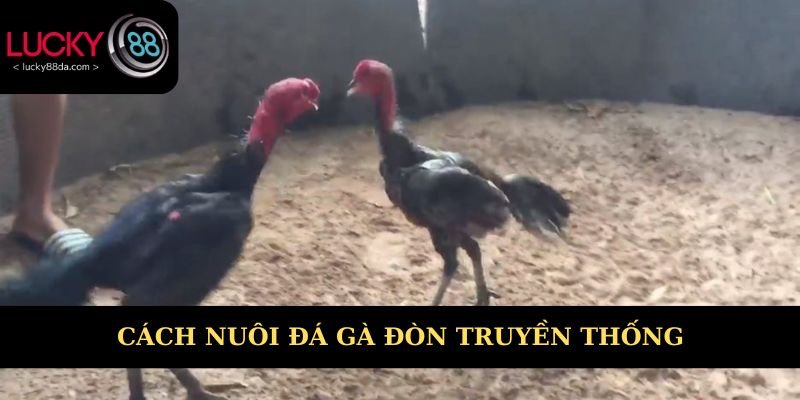 Cách nuôi & huấn luyện đá gá đòn truyền thống 