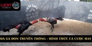 đá gà đòn truyền thống