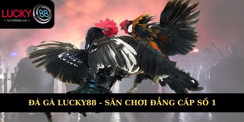 Đá gà Lucky88 là lựa chọn giải trí số 1 