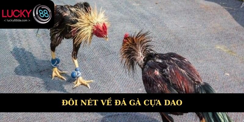Đôi nét về đá gà cựa dao 