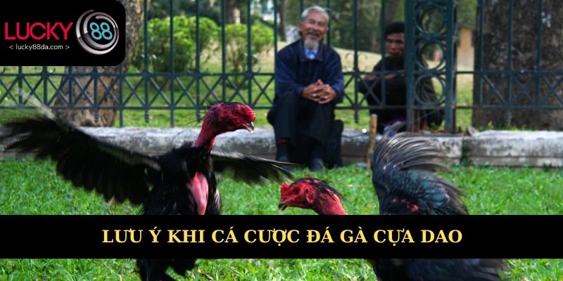 Lưu ý khi cá cược đá gà cựa dao 