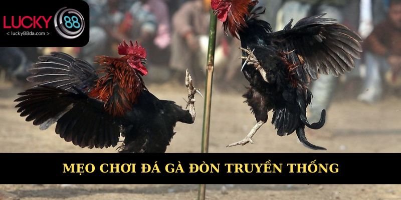 Mẹo chơi đá gà đòn truyền thống hay 