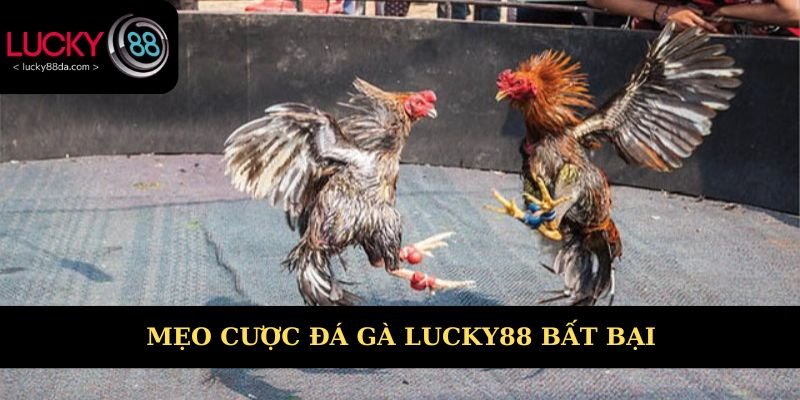 Mẹo cược đá gà Lucky88 bất bại chưa ai nói với bạn 