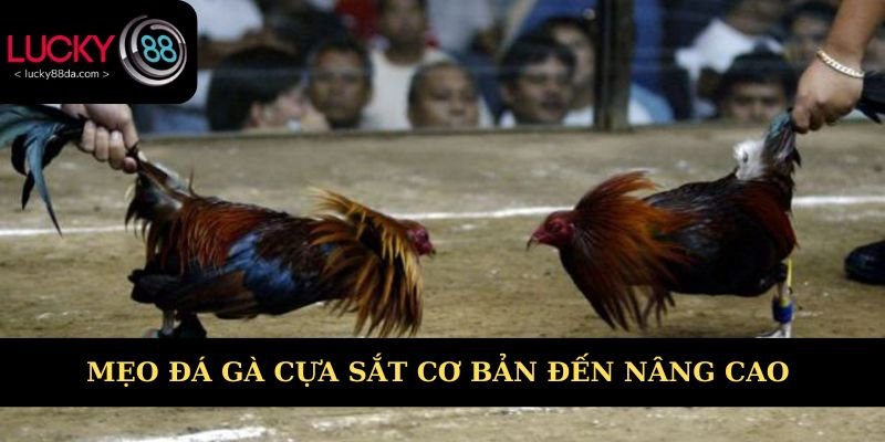 Mẹo đá gà cựa sắt cơ bản đến nâng cao 