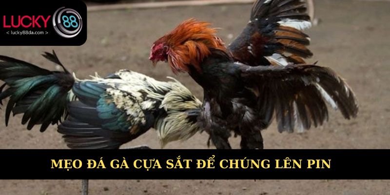 Mẹo đá gà cựa sắt để chúng lên pin giữ sức bền 