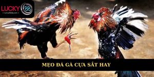 Mẹo đá gà cựa sắt