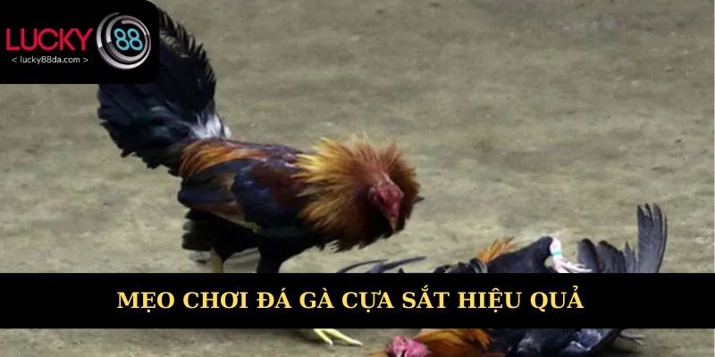 Mẹo đá gà cựa sắt hay và hiệu quả bạn chưa biết 
