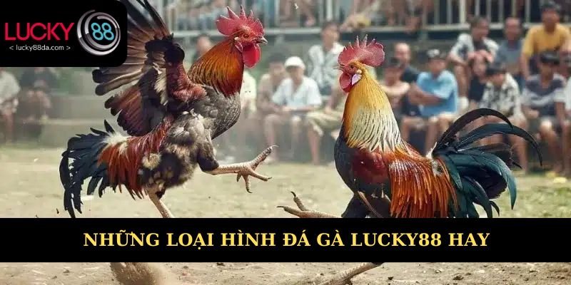 Những loại hình đá gà Lucky88 hay nên trải nghiệm