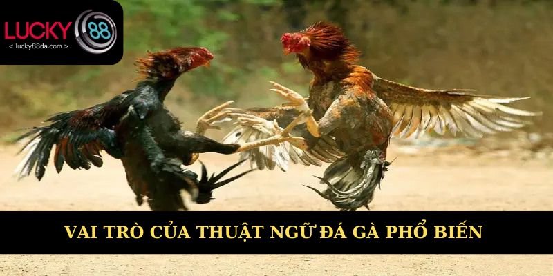 Tìm hiểu chung về vai trò thuật ngữ đá gà phổ biến 